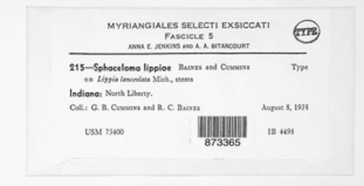 Elsinoe lippiae image